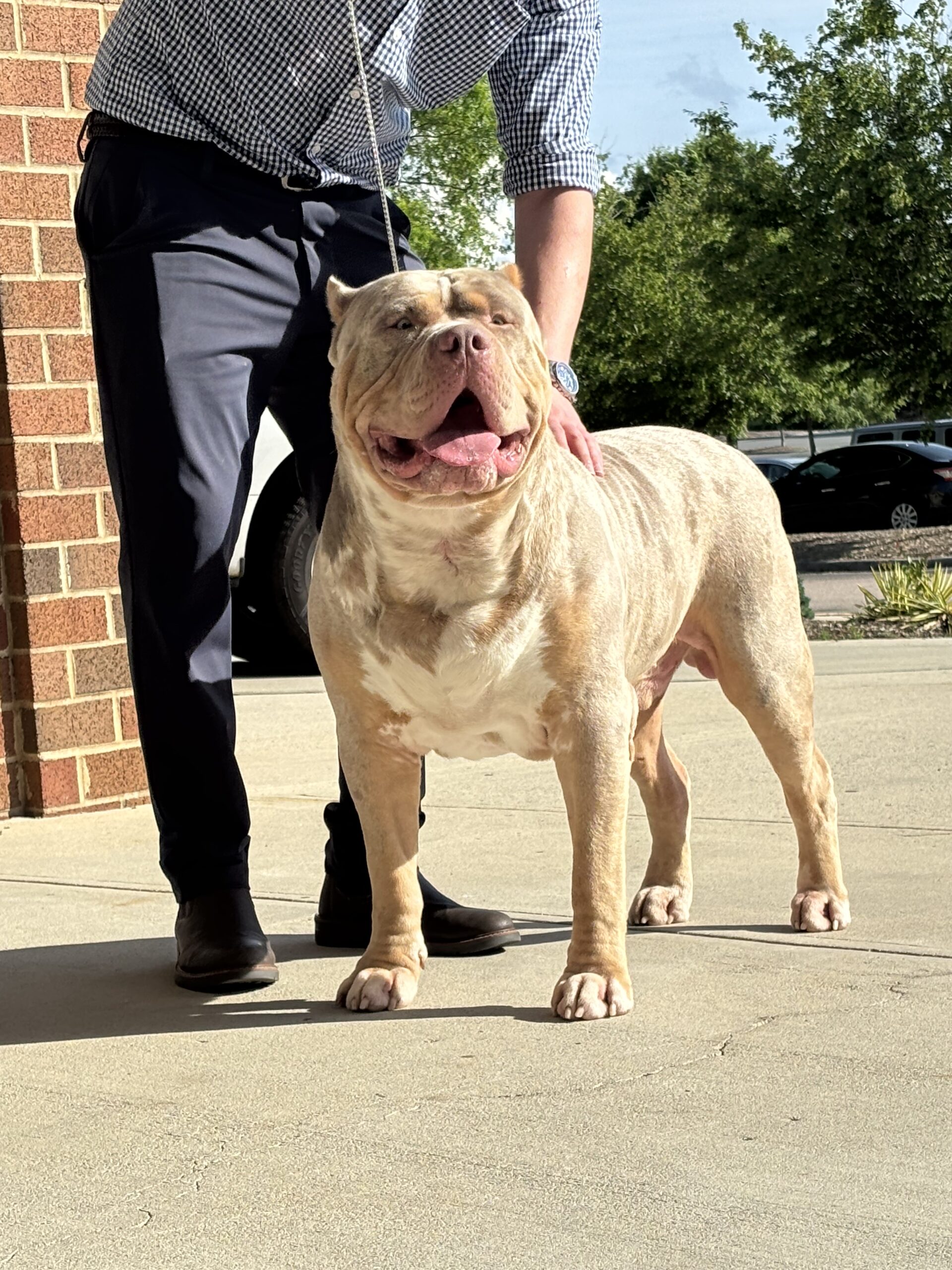 Dog Featured Image