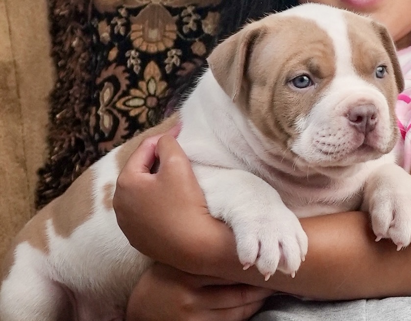 Dog Featured Image