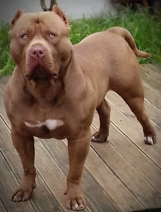 Dog Featured Image