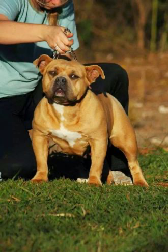Dog Featured Image