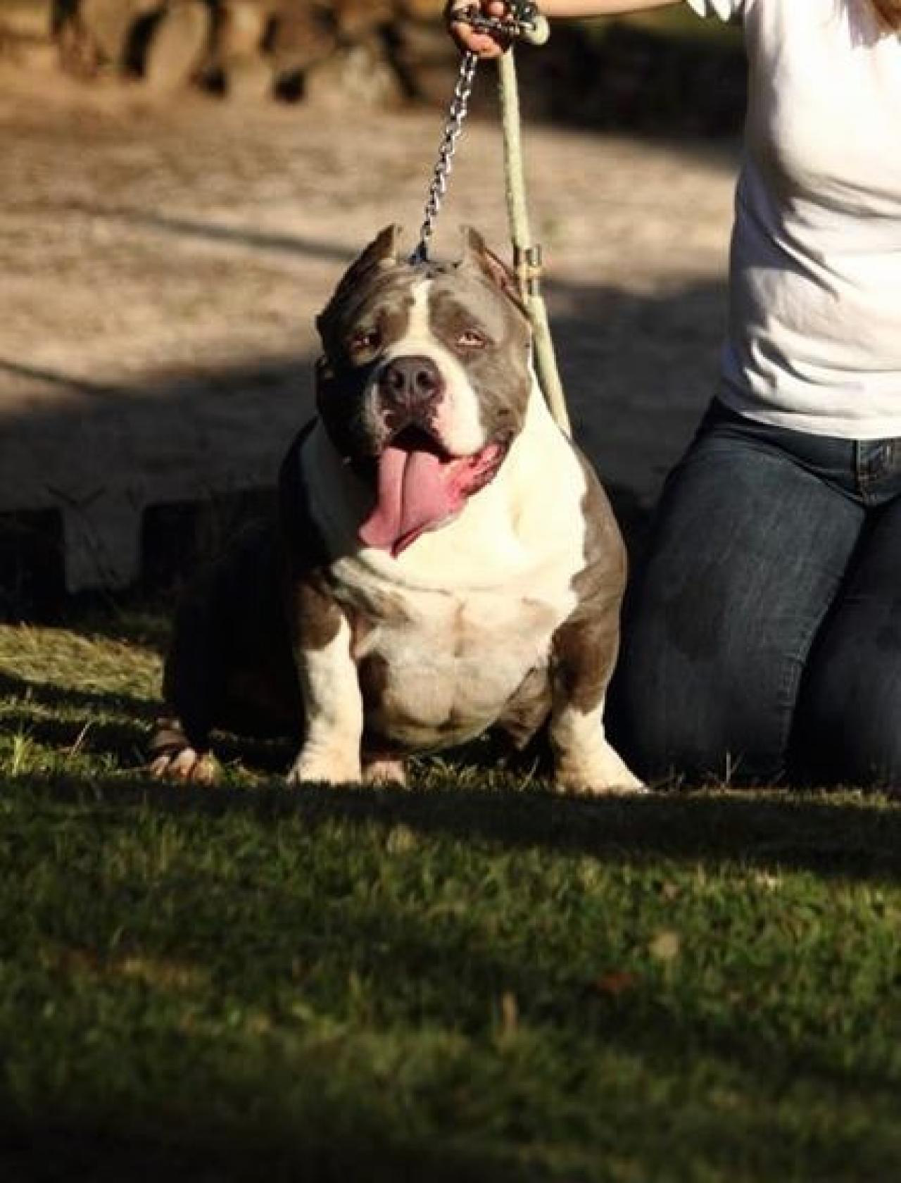 Dog Featured Image