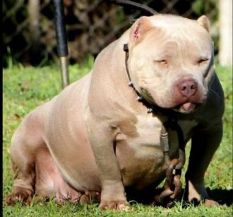 Dog Featured Image