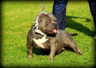 Dog Featured Image