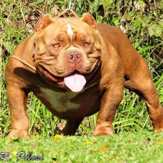 Dog Featured Image