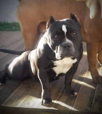 Dog Featured Image