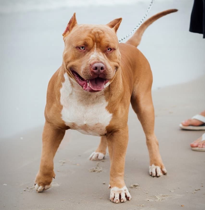Dog Featured Image