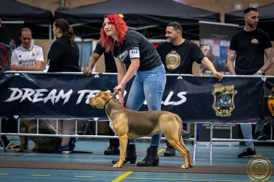 Dog Featured Image
