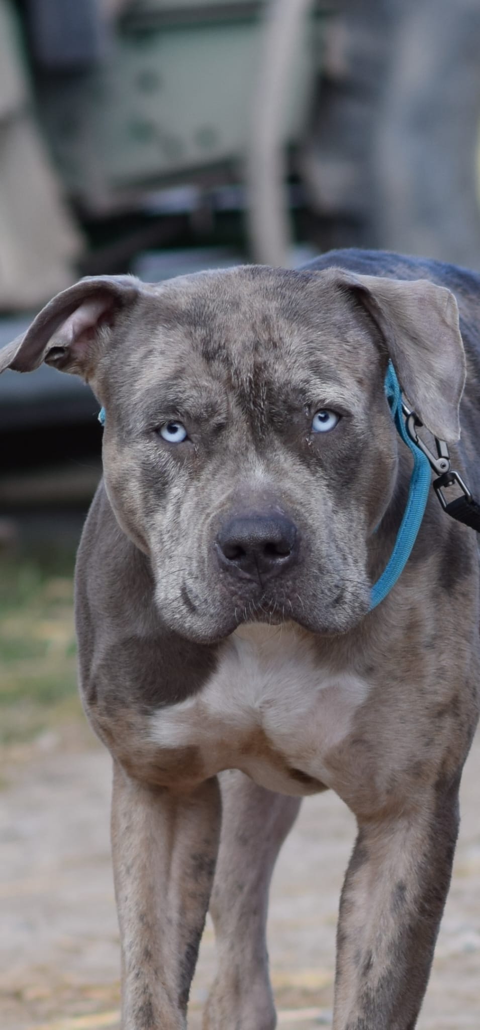 Dog Featured Image