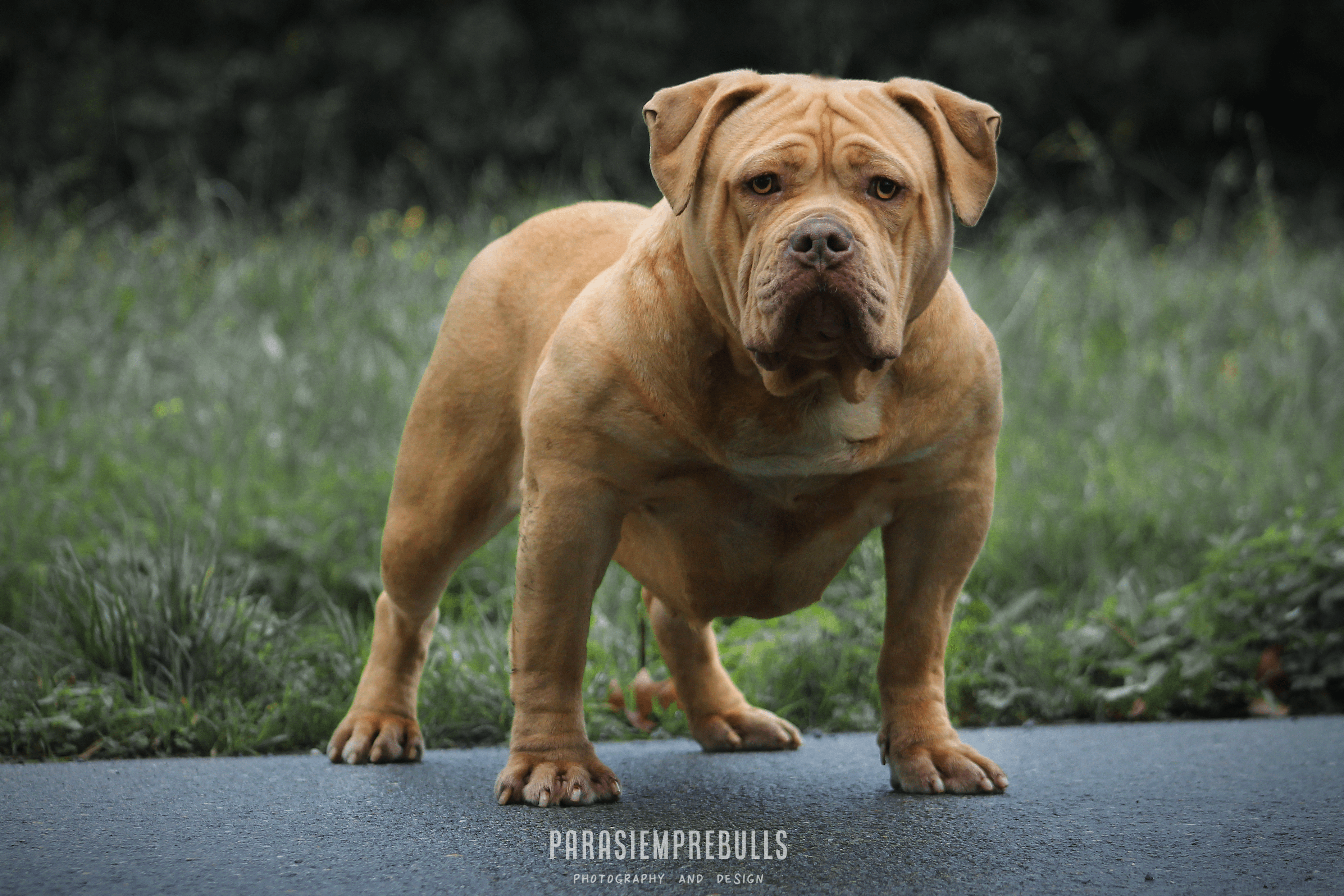 Dog Featured Image