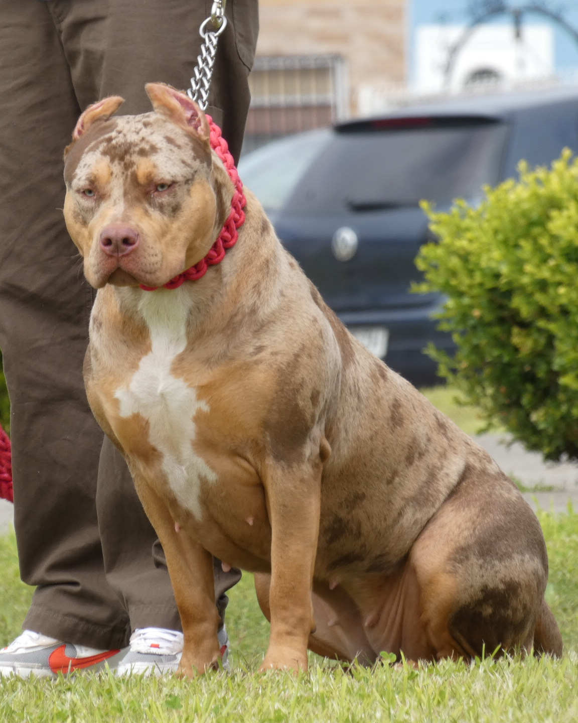 Dog Featured Image