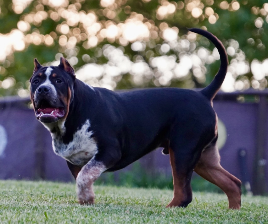 Dog Featured Image