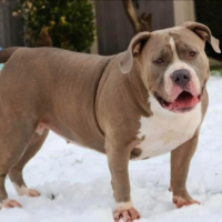 Dog Featured Image