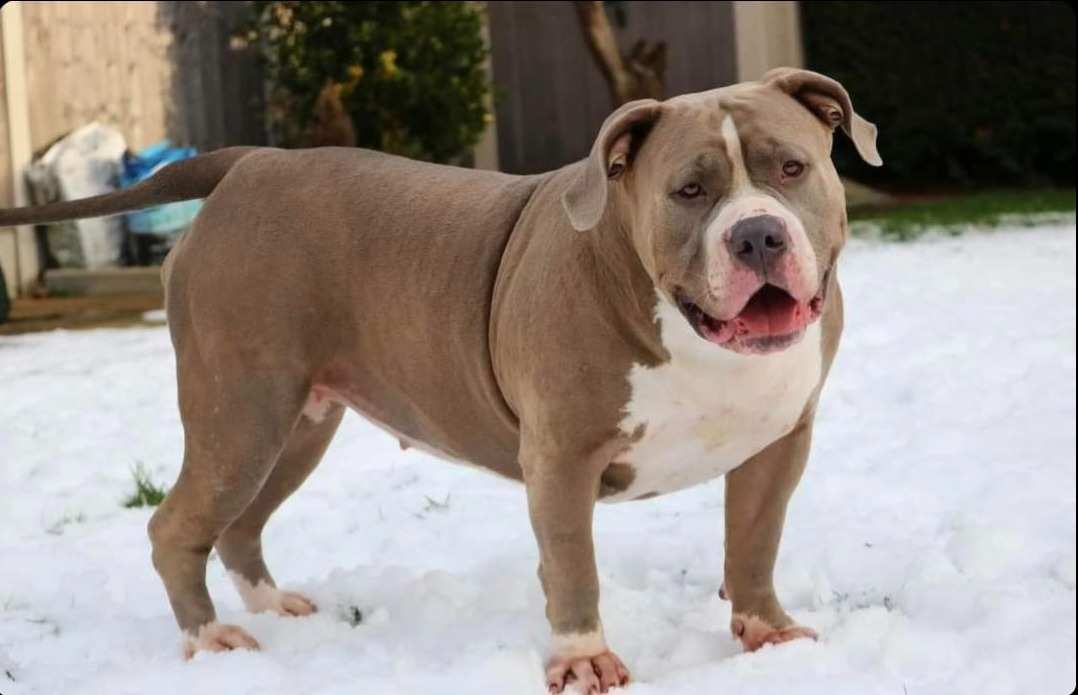 Dog Featured Image