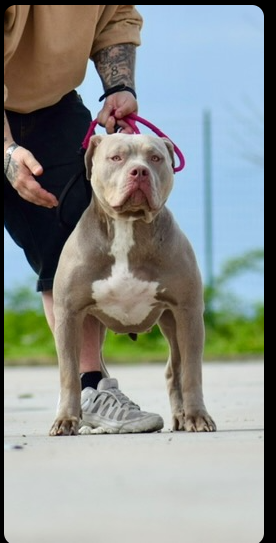 Dog Featured Image