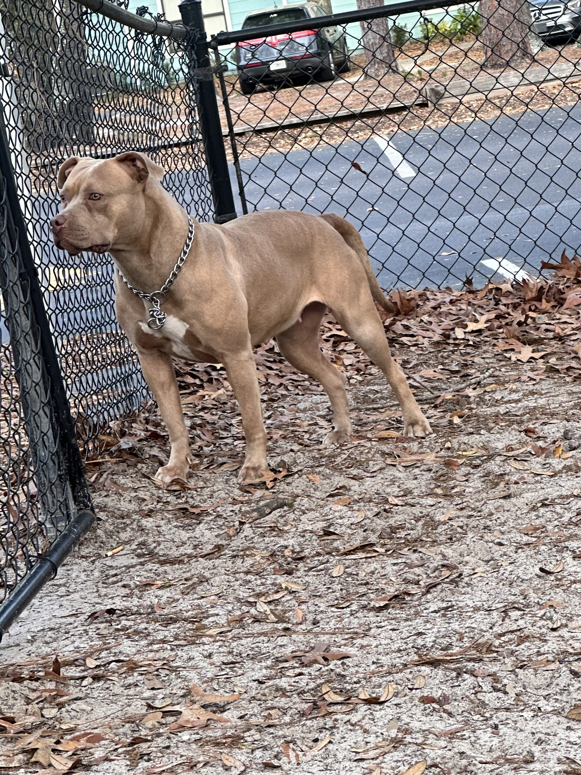 Dog Featured Image