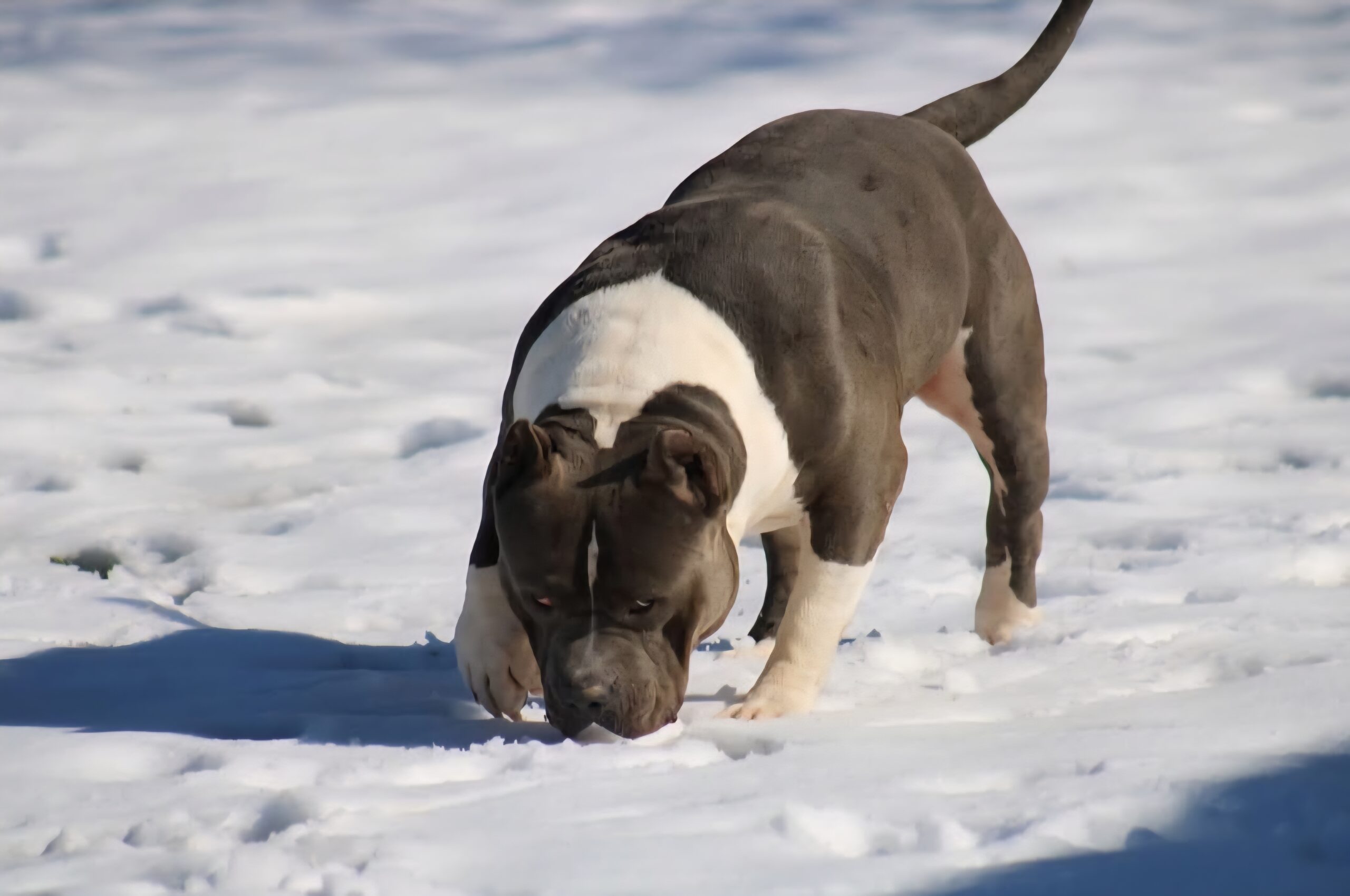 Dog Featured Image
