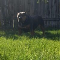 Dog Featured Image