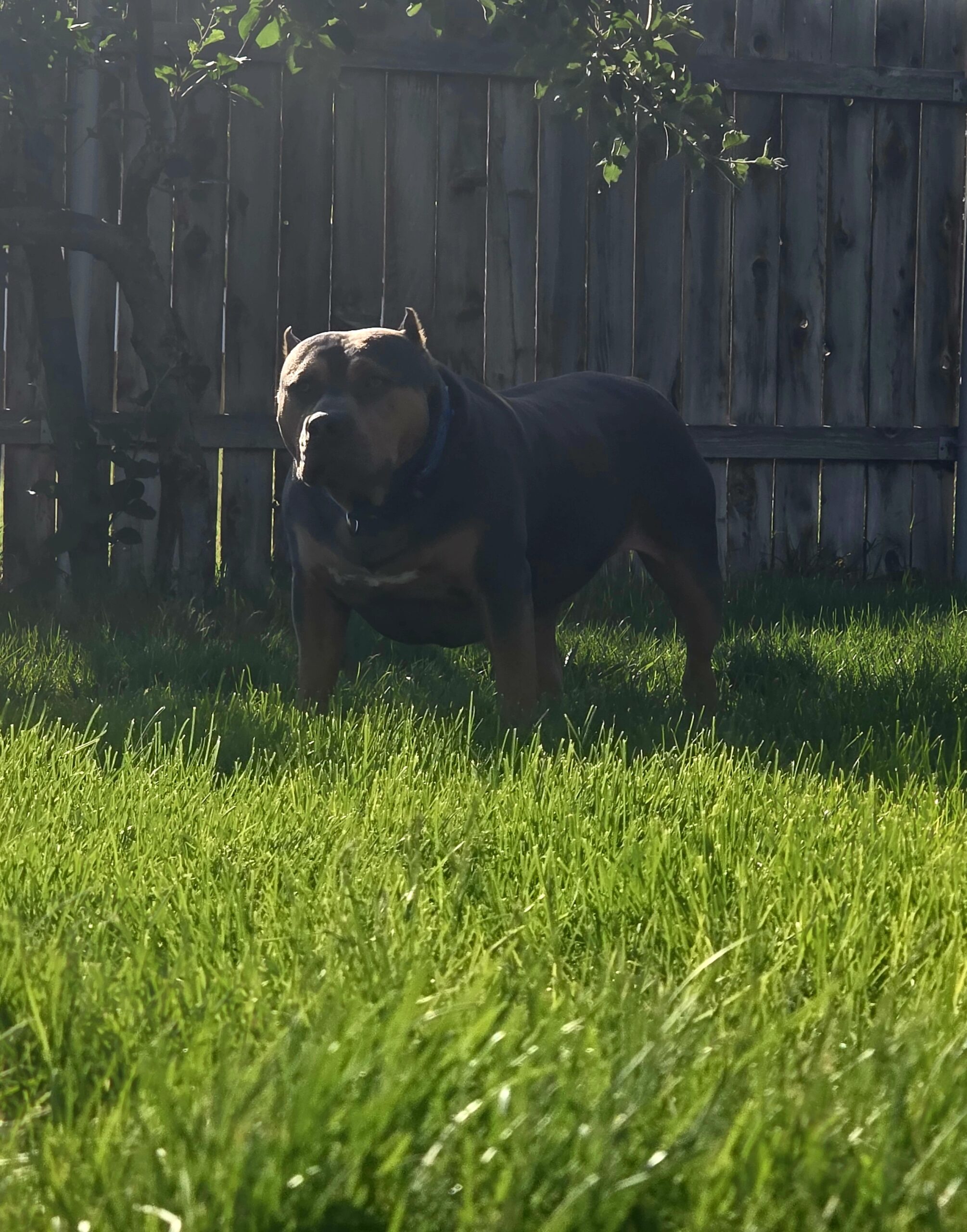 Dog Featured Image