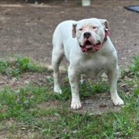 Dog Featured Image
