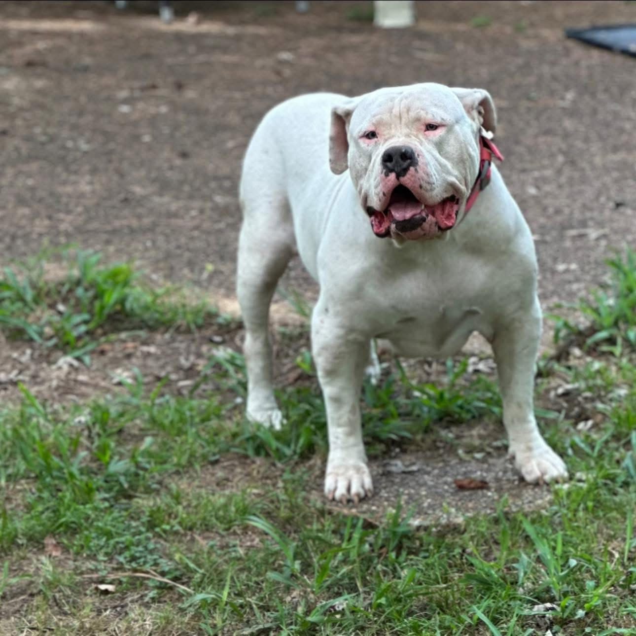 Dog Featured Image