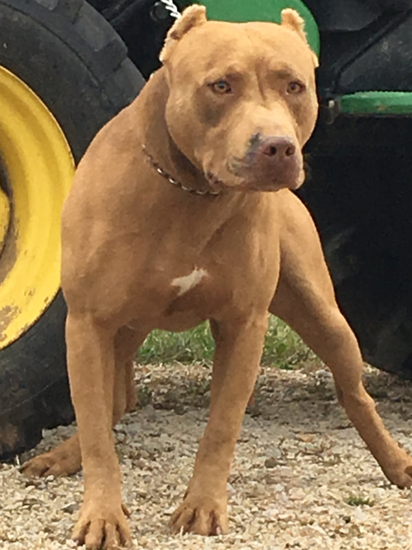 Dog Featured Image