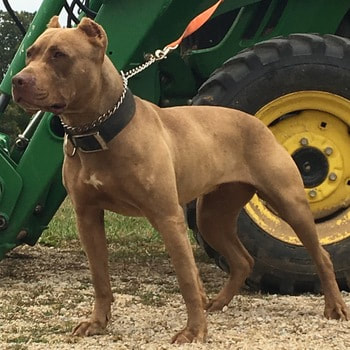Dog Featured Image