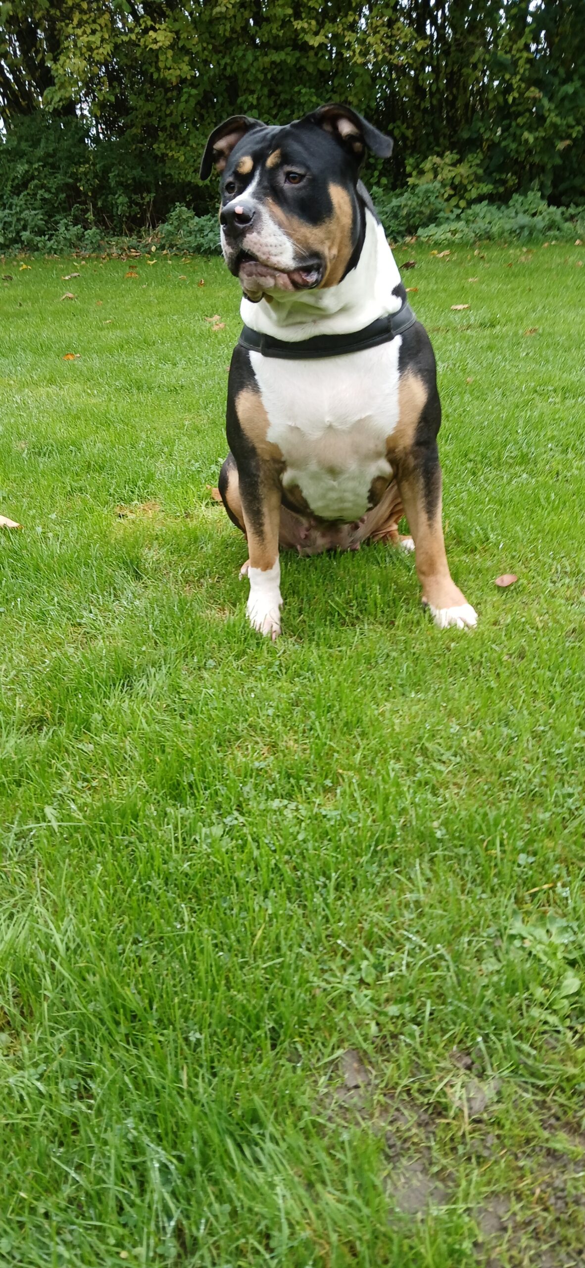 Dog Featured Image