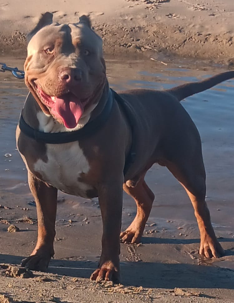 Dog Featured Image