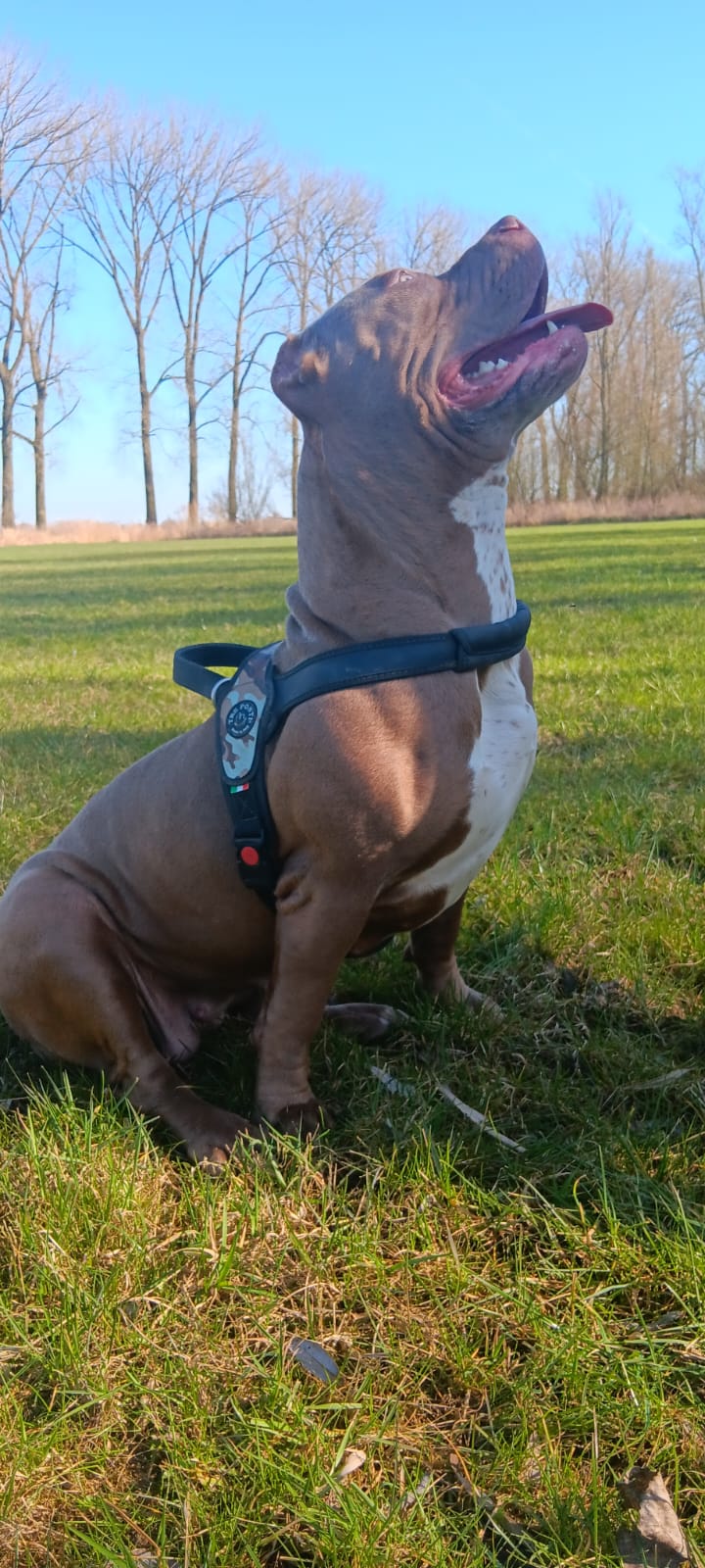 Dog Featured Image