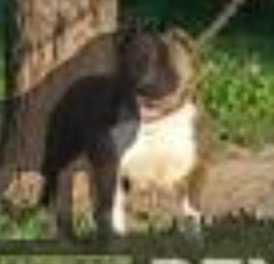 Dog Featured Image