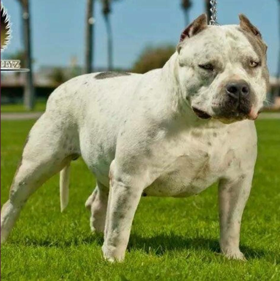 Dog Featured Image