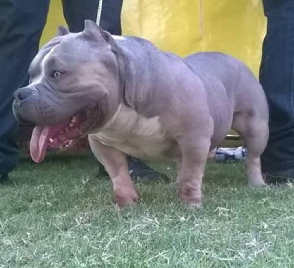 Dog Featured Image
