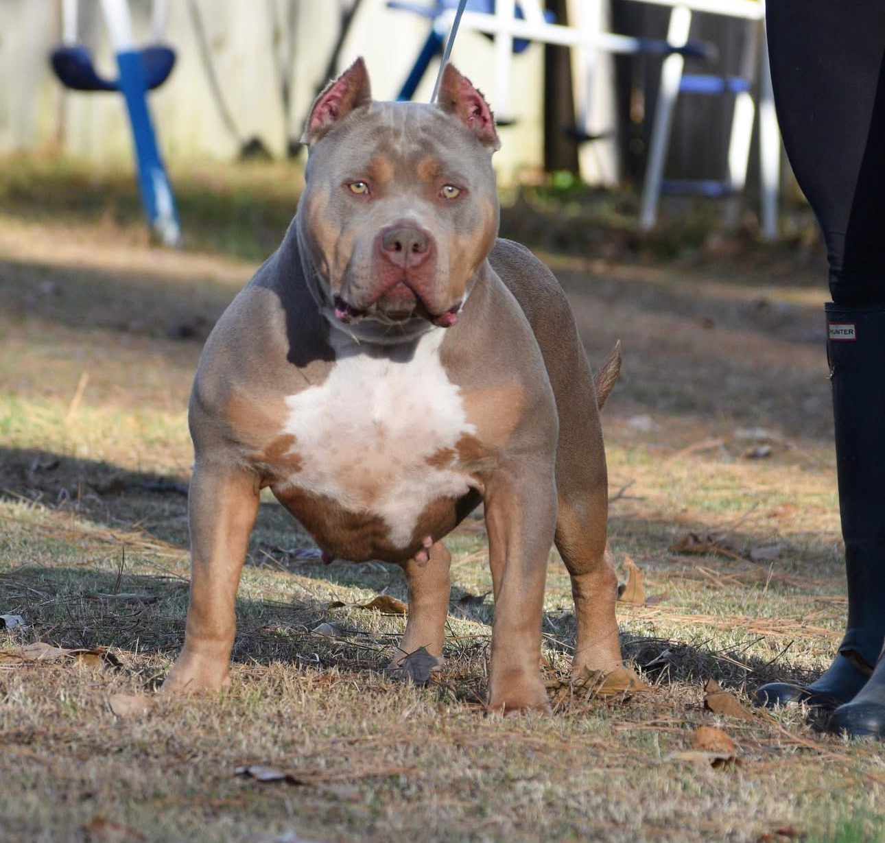 Dog Featured Image