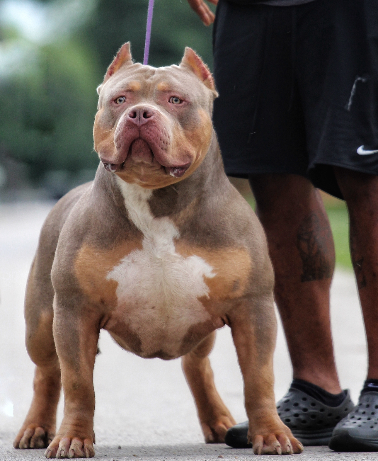Dog Featured Image