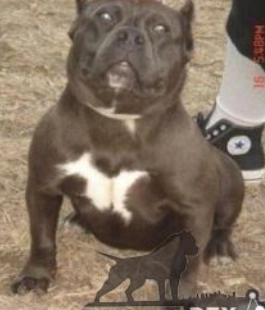 Dog Featured Image