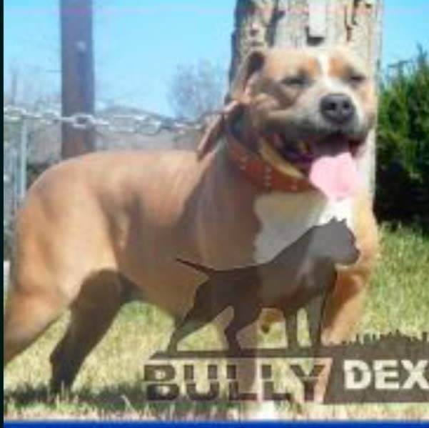 Dog Featured Image