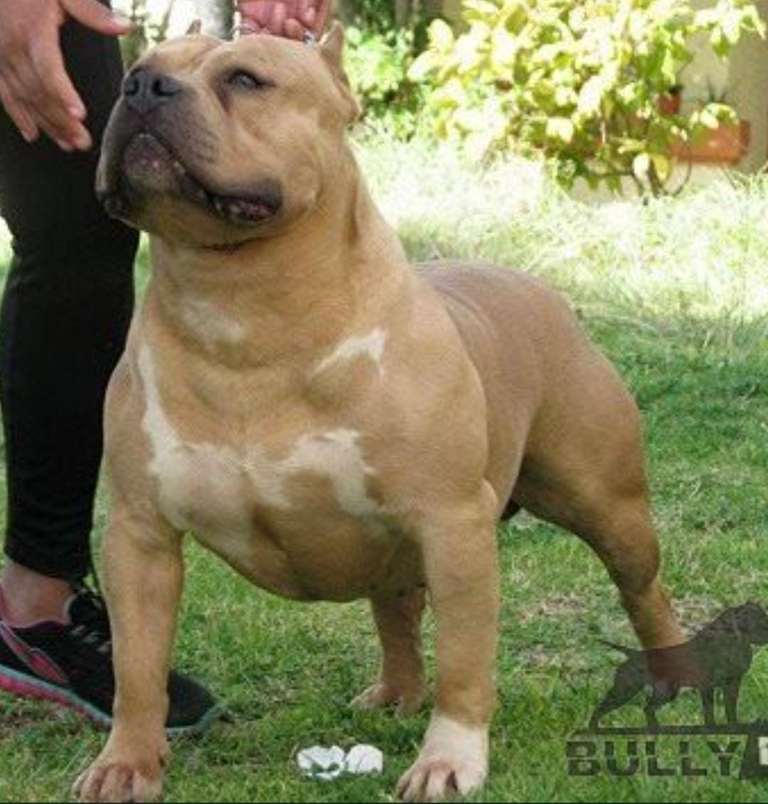 Dog Featured Image