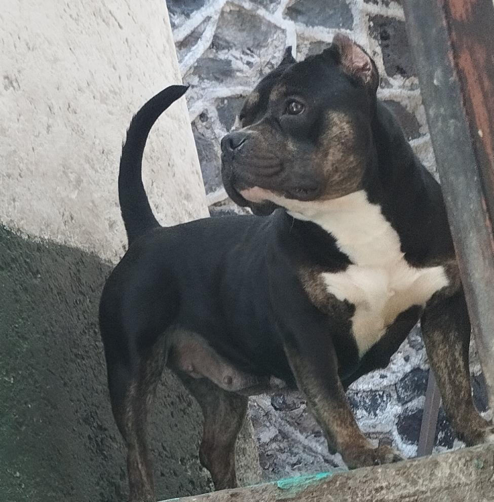 Dog Featured Image