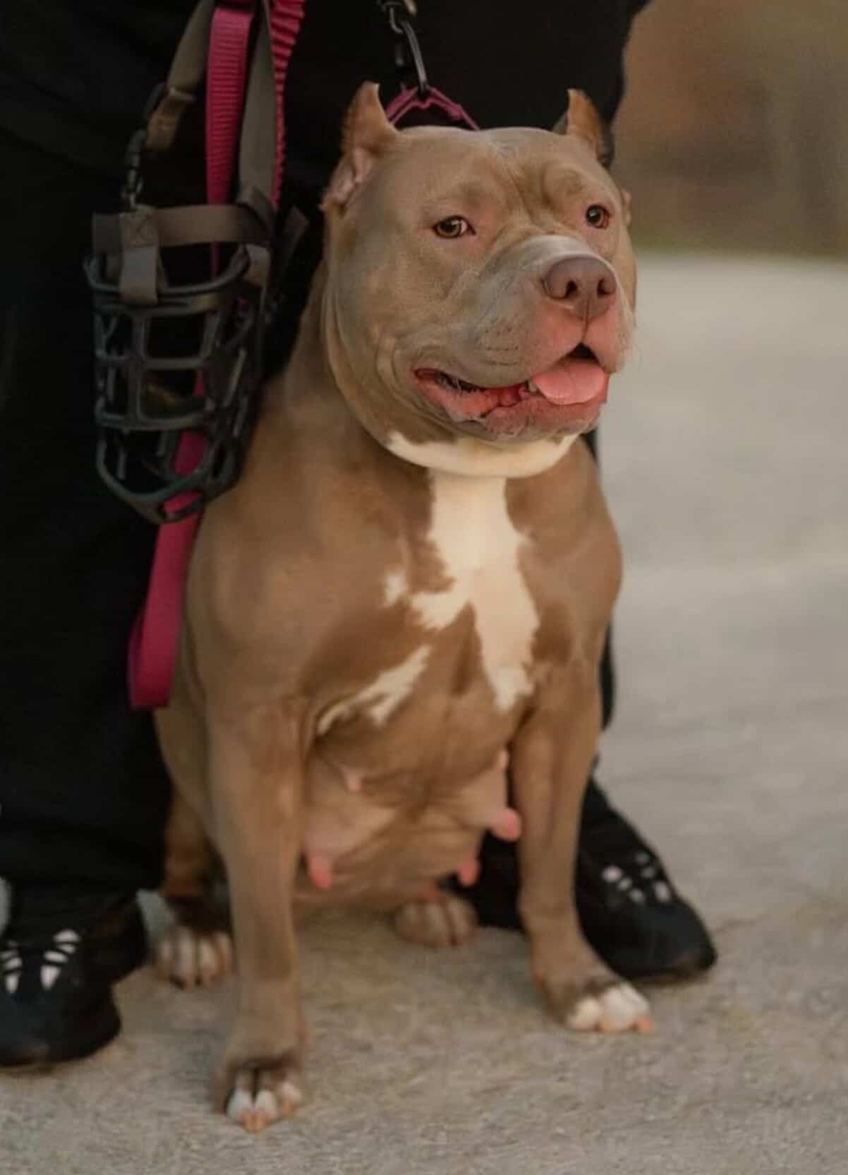 Dog Featured Image