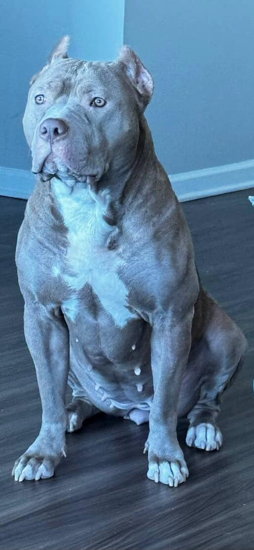 Dog Featured Image