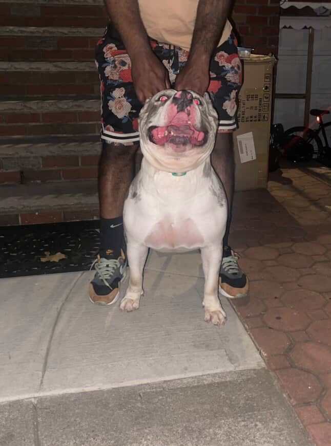 Dog Featured Image
