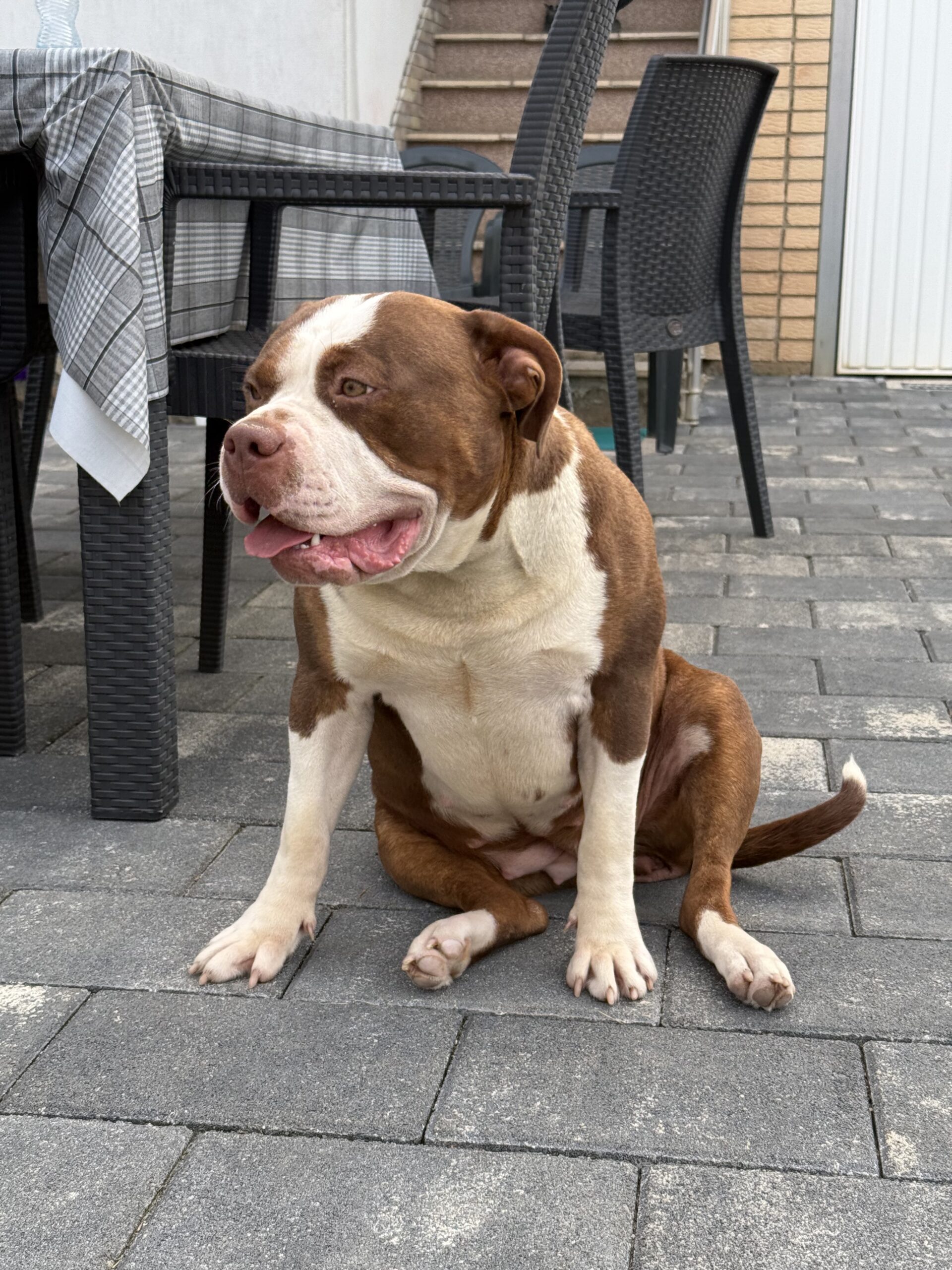 Dog Featured Image