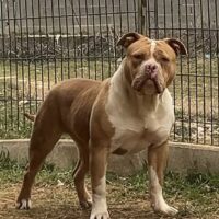 Dog Featured Image