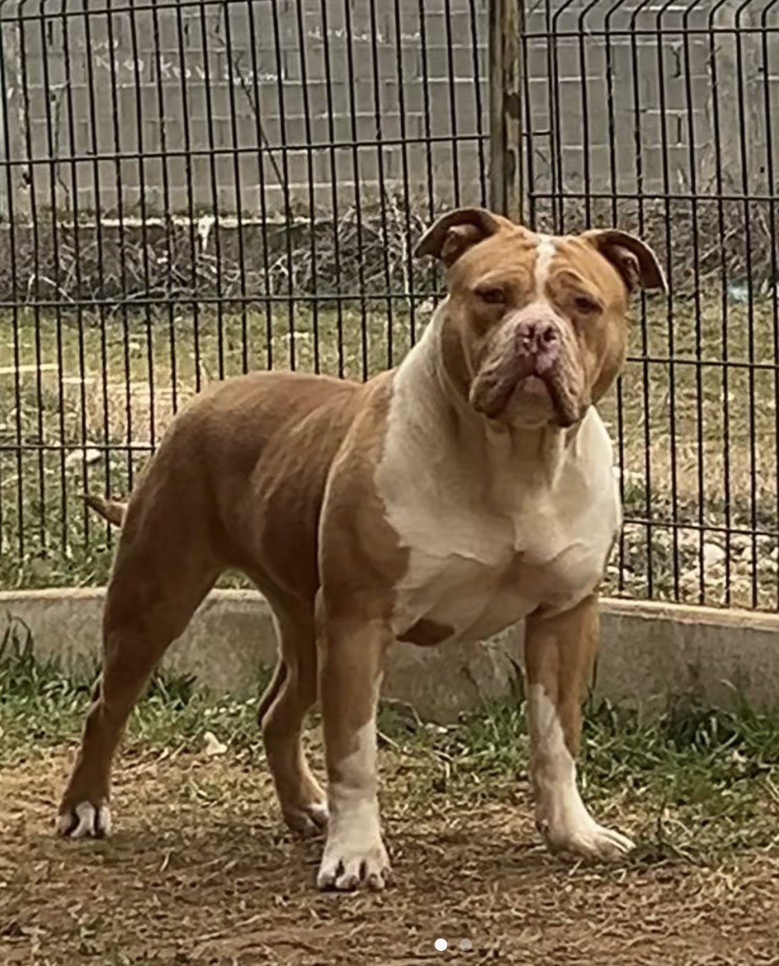Dog Featured Image