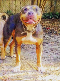 Dog Featured Image