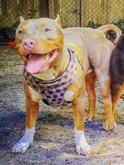 Dog Featured Image