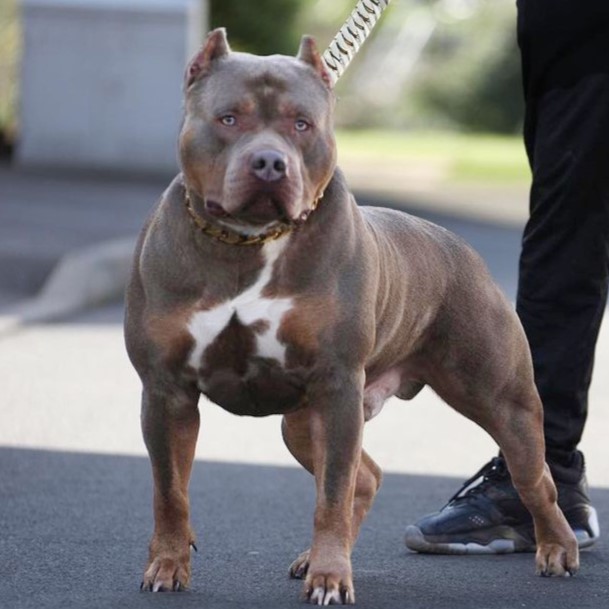 Dog Featured Image