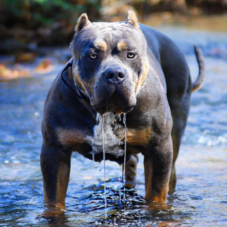 Dog Featured Image