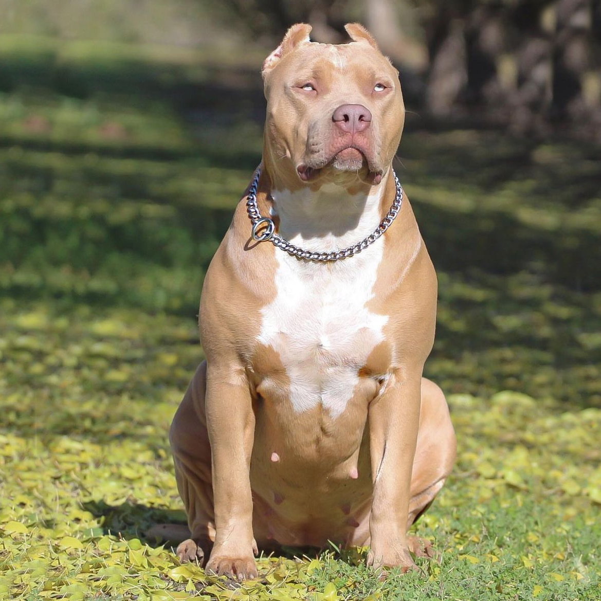 Dog Featured Image