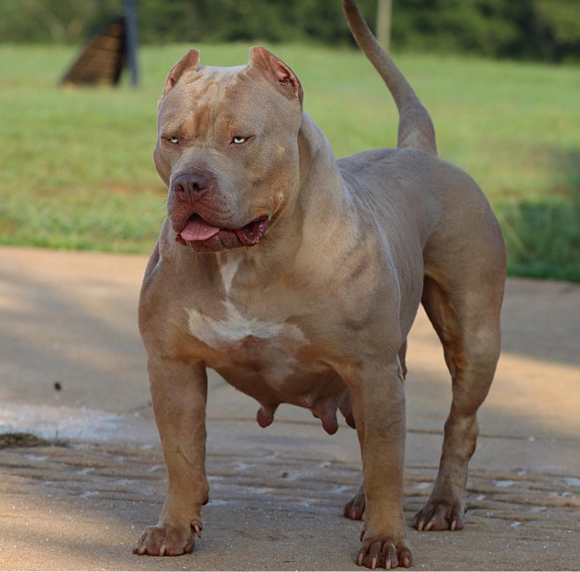 Dog Featured Image